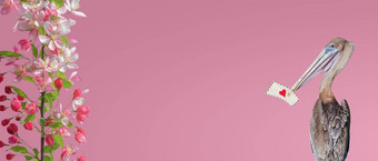 横幅鹈鹕持有嘴爱信梯度粉红色的背景复制空间文本樱桃花开花爱约会魅力概念