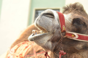 骆驼尖<strong>叫声</strong>快乐情感Portret骆驼