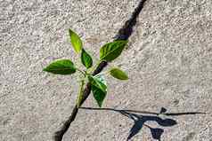 发芽叶子日益增长的裂纹概念增长发展克服困难开始
