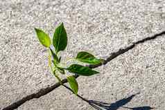 发芽叶子日益增长的裂纹概念增长发展克服困难开始