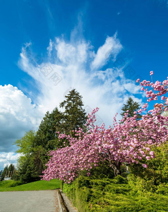 <strong>玫瑰花开</strong>花樱桃树蓝色的天空背景