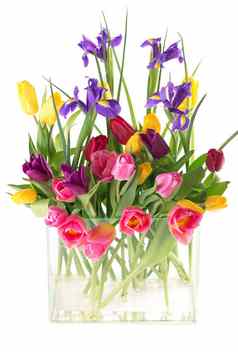 美丽的色彩斑斓的郁金香叶子玻璃花瓶孤立的透明的背景照片新鲜的春天花节日设计