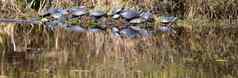 集团米德兰画海龟姥日志安大略加拿大