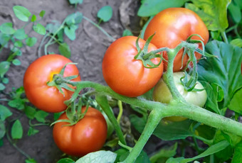 西红柿成熟分支机构布什