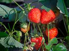 草莓成熟的浆果花园