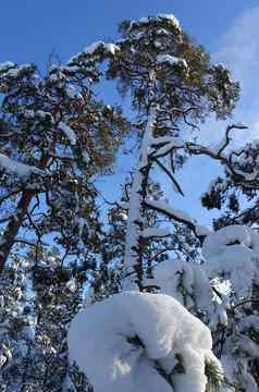 树叶树森林冬天一天完整的雪阳光