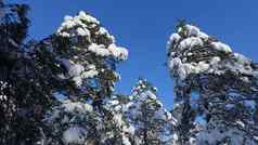 树叶树森林冬天一天完整的雪阳光