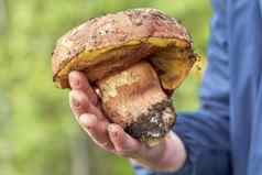 蘑菇选择器持有手大蘑菇发现森林