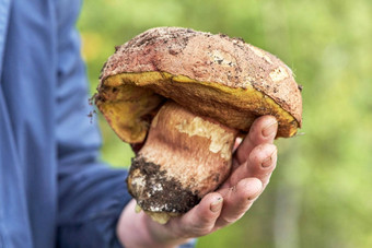 蘑菇选择器持有手大蘑菇发现森林