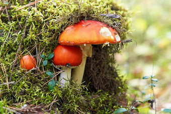 安妮塔蘑菇家庭覆盖绿色莫斯