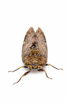图像大棕色（的）蝉昆虫孤立的白色背景昆虫