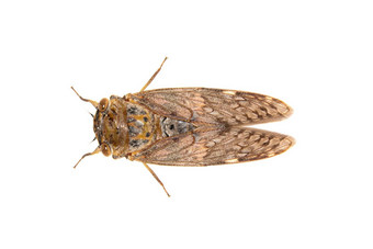 图像大棕色（的）蝉昆虫孤立的白色背景昆虫