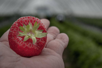 草莓男人。棕榈花园新鲜的有机草莓有机自然农场安全毒素过程收益率有机草莓新鲜的清洁卫生
