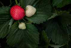 布什新鲜的红色的白色草莓草莓水果增长花园