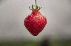 新鲜的成熟的有机草莓分支花园水果孤立的