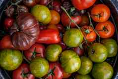 色彩斑斓的有机西红柿大圆形的托盘新鲜的有机红色的黄色的橙色绿色西红柿类型作文各种新鲜的西红柿前视图