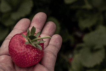 草莓男人。棕榈花园新鲜的有机草莓有机自然农场<strong>安全</strong>毒素过程收益率有机草莓新鲜的清洁<strong>卫生</strong>