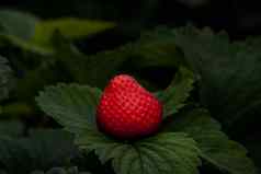 布什新鲜的红色的草莓草莓水果增长花园