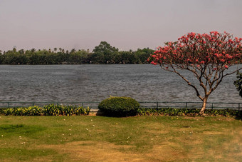 视图潮phraya河美丽的海滨树