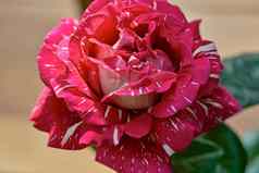 大红色的玫瑰花盛开花园夏天阳光明媚的一天