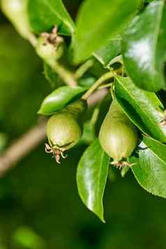 成熟年轻的梨水果分支机构梨树