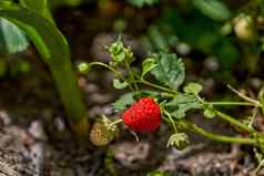 草莓浆果成熟花园草莓布什红色的浆果