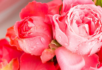 光粉红色的玫瑰花花束背景