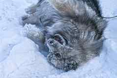 荷兰狗狗玩雪欢乐