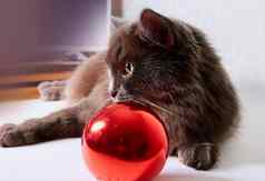 可爱的灰色的猫nebilung快乐圣诞节快乐一年