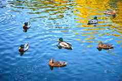群鸭子游泳池塘城市公园秋天