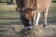 大棕色（的）牛吃草