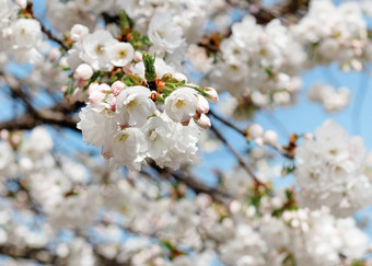 分支白色花开花春天温暖的一天