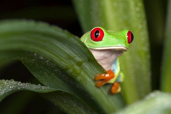 红眼的树青蛙隐藏叶