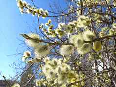 春天开花树毛茸茸的柳树柳树分支