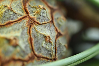 macro-beam模糊松视锥细胞纹理背景横盘整理