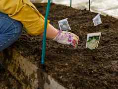 植物种子种植女人土壤温室种子袋宽松的土壤戴着手套手