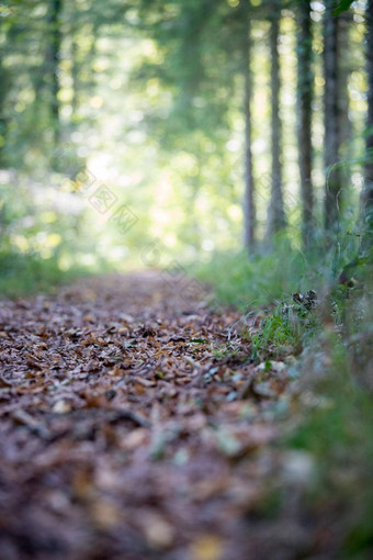<strong>心</strong>免费的森林治疗概念年轻的女孩徒步旅行绿色森林