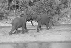 年轻的非洲大象公牛队战斗