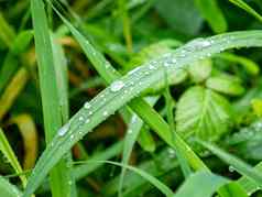 透明的滴水绿色叶子草植物