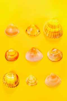 seashelles彩色的背景