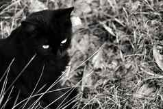 黑色的猫日光浴灌木丛