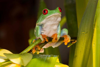 红眼的树青蛙玩兰花