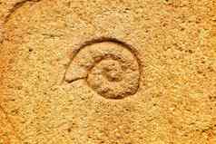三叶虫化石嵌入式砂岩墙