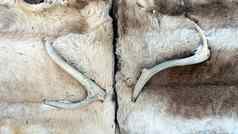 尤卡斯亚尔比瑞典2月通过冰酒店覆盖皮革驯鹿角