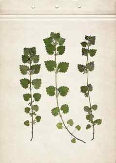 glechoma按下干草本植物扫描图像古董植物标本背景作文草纸板