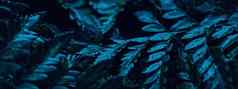 蓝色的植物叶子晚上超现实主义的植物背景最小的设计