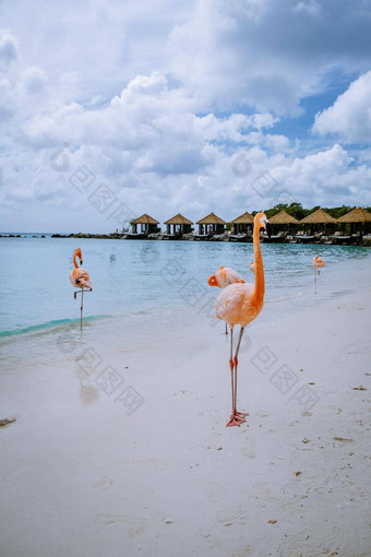阿鲁巴岛海滩粉红色的<strong>火烈鸟</strong>海滩<strong>火烈鸟</strong>海滩阿鲁巴岛岛加勒比