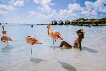 阿鲁巴岛海滩粉红色的火烈鸟海滩火烈鸟海滩阿鲁巴岛岛加勒比