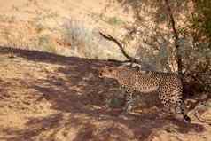 猎豹加拉加里在国外做的公园南非洲
