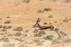 跳羚加拉加里在国外做的公园南非洲